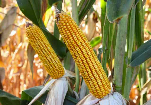 Cargill commits to sustainable waxy corn